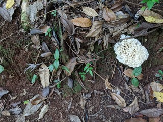 Mushroom