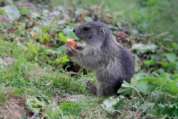 Murmeltiere (Marmota) oder Mankei auf Almwiese