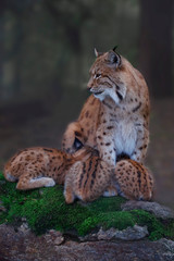 Eurasische Luchs oder Nordluchs (Lynx lynx)  Muttertier mit Jungen