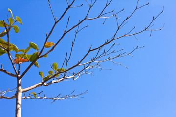 Tree branches of the blue sky