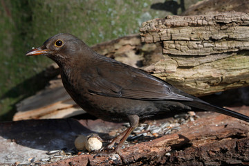  Amsel (Turdus merula) oder Schwarzdrossel, weibchen am Futterplatz im Garten
