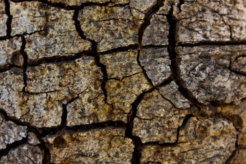 Tree bark surface old bark