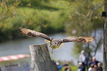 Beautiful Owl showing flying skills to spectators