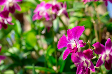 Fototapeta premium Closeup selected focus multi color beautiful tropical orchid flower as flora in the garden