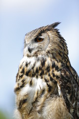 Beautiful Owl showing flying skills to spectators