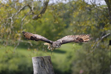 Beautiful Owl showing flying skills to spectators