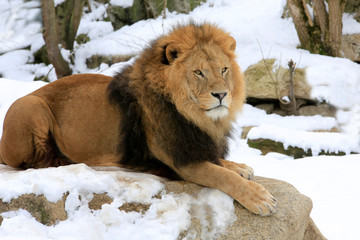 Berberlöwe, Atlaslöwe oder Nubische Löwe (Panthera leo leo) im Schnee