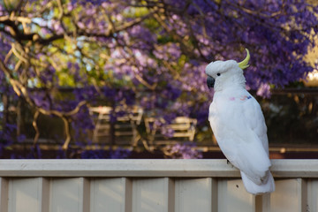 Sulphur-crested cockatoo sitting on a fence with beautiful blooming jacaranda tree on background....