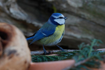 Blaumeise (Cyanistes caeruleus) am Futterplatz im Garten 