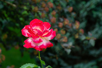 Luxurious rose Double Delight with yellow heart on blurred background of green leaves. Selective focus. Love story. Lyrics and calm. Nature concept for design for valentines day. Place for text.