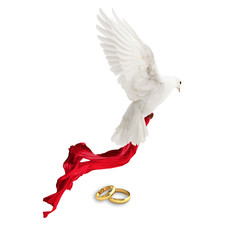 White pigeon with wedding rings isolated on white