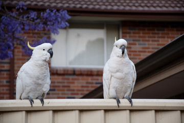 Sulphur-crested cockatoos sitting on a fence with beautiful blooming jacaranda tree on background....