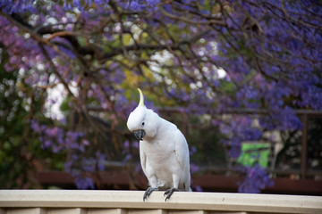 Sulphur-crested cockatoo sitting on a fence with beautiful blooming jacaranda tree on background....