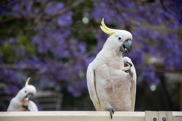 Sulphur-crested cockatoo sitting on a beautiful blooming jacaranda tree. Urban wildlife. Australian...