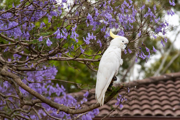 Sulphur-crested cockatoo sitting on a beautiful blooming jacaranda tree.
