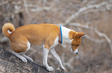 Muscular basenji dog walking down a tree branch at early spring season
