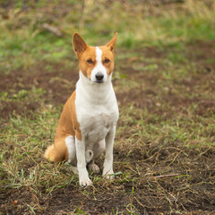 Naklejka na ściany i meble Nice outdoor portrait of royal mature basenji dog sitting proudly on an autumnal ground and looking at the camera