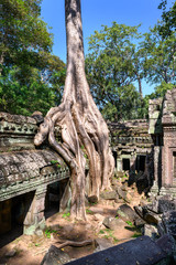 Fototapeta premium Ta Prohm temple at Angkor Wat complex, Siem Reap, Cambodia