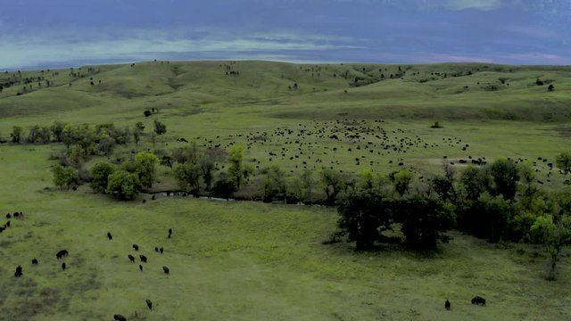 CUSTER STATE PARK, SOUTH DAKOTA - Amerian  Bison known as Buffalo