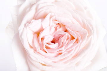 Fototapeta na wymiar Romantic banner, delicate white roses flowers close-up. Fragrant crem pink petals