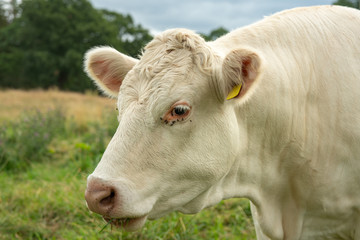 Naklejka na ściany i meble Close up of a white cow grazing