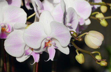 Fototapeta na wymiar Close up of beautiful white color of Phalaenopsis orchid flowers