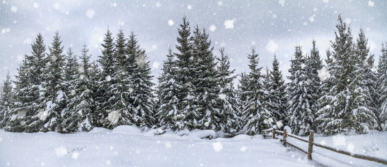 Rural winter landscape, panorama, banner - view of the snowy pine forest in the mountains
