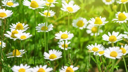 Fototapeta premium Сhamomile (Matricaria recutita), blooming plants in the spring meadow on a sunny day, closeup