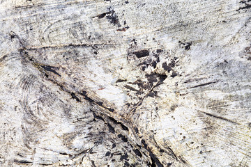 Stump of tree felled - section of the trunk with annual rings painted white. Slice wood. Wood texture abstract nature background with line cracked patterns 