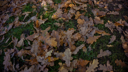 Autumn leaves