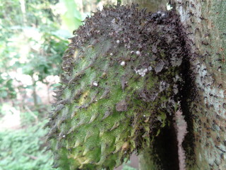 Soursop, Prickly Custard Apple. (Annona Muricata L./sirsak) on tree in the garden