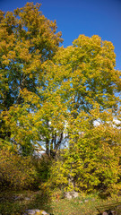 Naklejka premium autumn