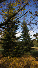 autumn in the forest