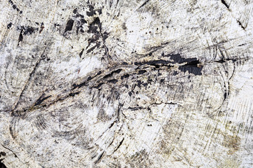 Stump of tree felled - section of the trunk with annual rings painted white. Slice wood. Wood texture abstract nature background with line cracked patterns 