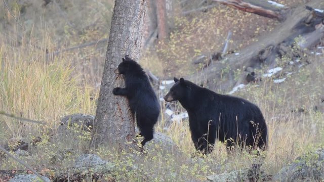 a black bear cub stretches up against a tree at yellowstone national park in wyoming, usa