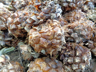close up a group of rotten pineapple