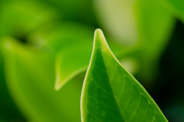 Green leaves with blurred pattern background