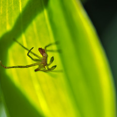 Small dead spider radiography.