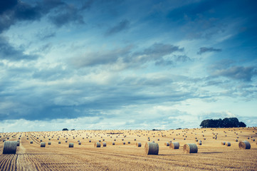 Obraz premium Wide field with straw bales