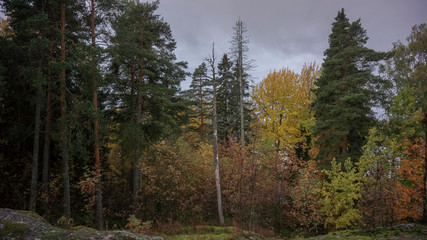 forest in autumn