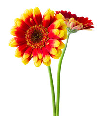 Two colorful Gerberas (Daisies) isolated on white background, including clipping path.