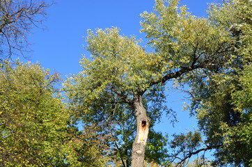 trees in the autumn park