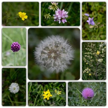 A collage of steppe wildflowers collected in a square.