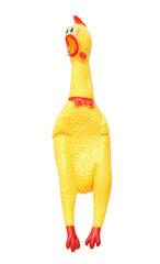 Shrilling chicken toy isolated on white background