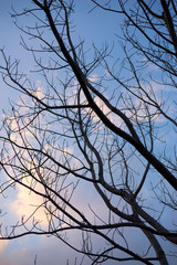 Tree branches during the changing seasons