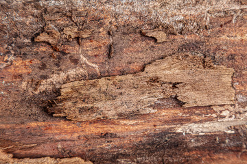 Old Wood Tree Texture Background Pattern Wallpaper