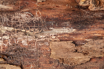 Old Wood Tree Texture Background Pattern Wallpaper