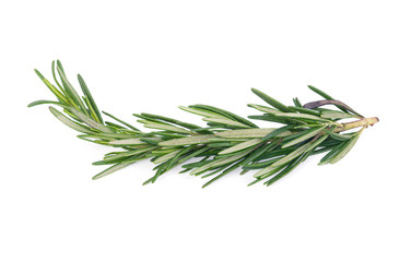 Fototapeta premium Rosemary isolated on white background