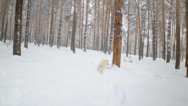 Beautiful white dog in winter