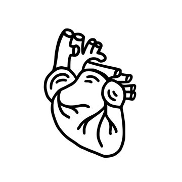 HEART DOODLE ORGAN. Human heart anatomical hand drawn icon. Anatomical heart shape doodle. Vector illustration isolated on white background. Graphic print design for poster, card, banner, shirt, tee
